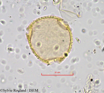 Sylvie.Rouland/Pseudopancovia_heteropetala_851/Pseudopancovia_heteropetala_851_0001(copy)_thumb.jpg