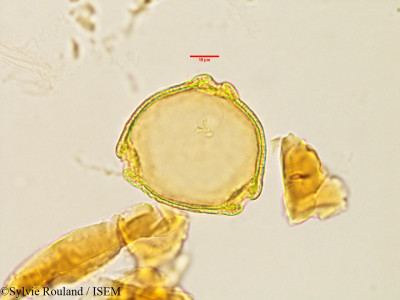 Sylvie.Rouland/Pseudopeponidium_neriifolium_2891/Pseudopeponidium_neriifolium_2891_0001(copy)_thumb.jpg