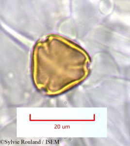 Sylvie.Rouland/Pseudopteris_decipiens_1281/Pseudopteris_decipiens_1281_0001(copy)_thumb.jpg