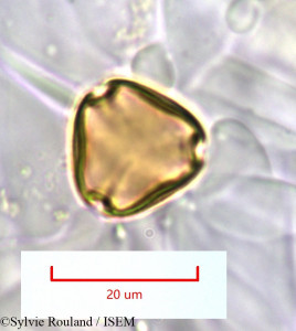 Pseudopteris decipiens - lame n° 1281