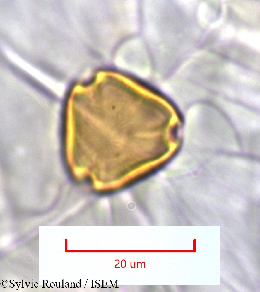 Sylvie.Rouland/Pseudopteris_decipiens_1281/Pseudopteris_decipiens_1281_0003(copy).jpg
