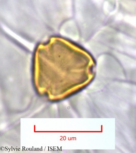 Pseudopteris decipiens - lame n° 1281