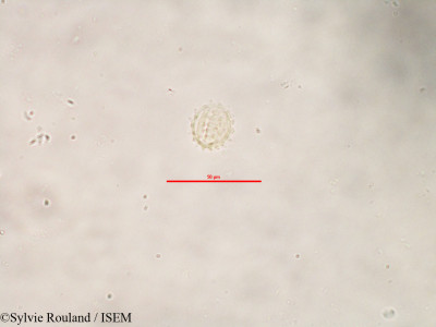 Sylvie.Rouland/Psiadiella_humilis_3247/Psiadiella_humilis_3247_0001(copy)_thumb.jpg