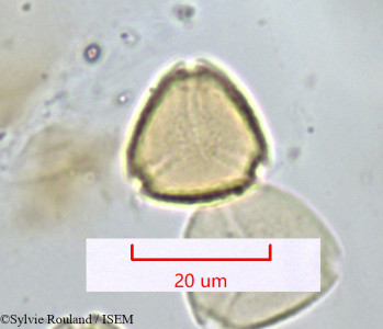 Psidium guajava - lame n° 1312