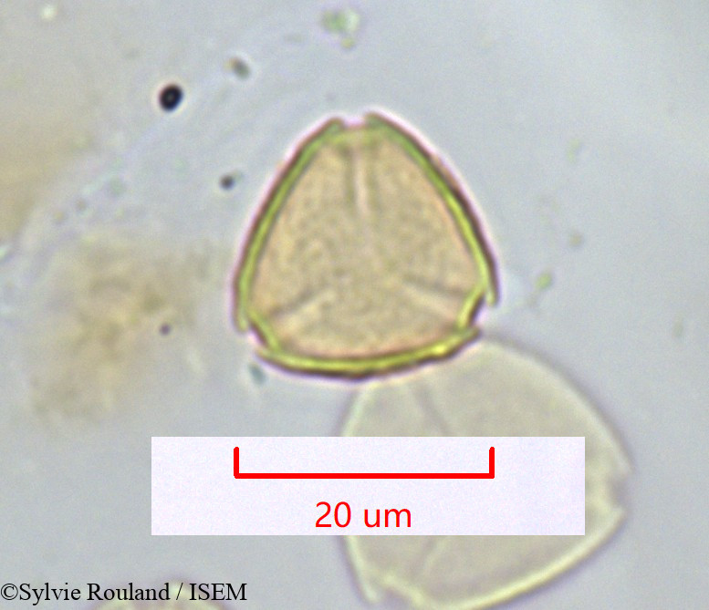 Sylvie.Rouland/Psidium_guajava_1312/Psidium_guajava_1312_0003(copy).jpg