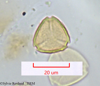 Psidium guajava - lame n° 1312