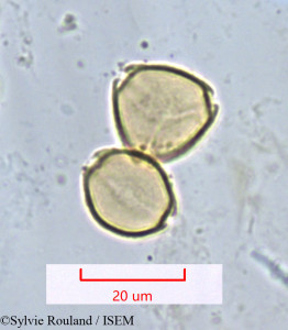 Psidium guajava - lame n° 1312