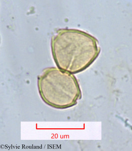 Psidium guajava - lame n° 1312
