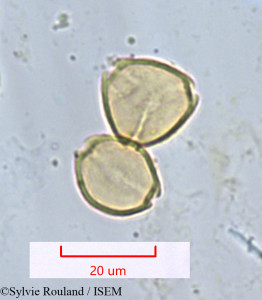 Psidium guajava - lame n° 1312