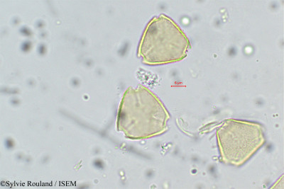 Psidium guajava - lame n° 38
