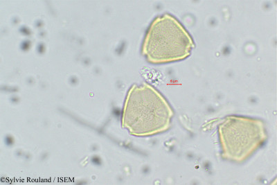 Psidium guajava - lame n° 38