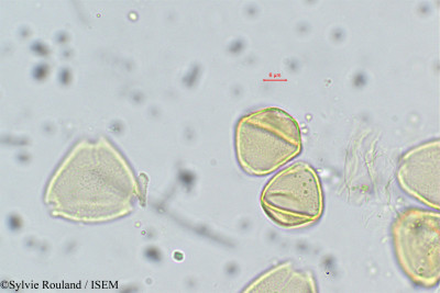 Psidium guajava - lame n° 38