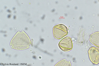 Psidium guajava - lame n° 38