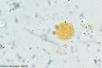 Sylvie.Rouland/Psilotrichum_africanum_135/Psilotrichum_africanum_135_0001(copy)_thumb.jpg
