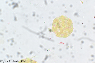 Sylvie.Rouland/Psilotrichum_madagascariense_130/Psilotrichum_madagascariense_130_0001(copy)_thumb.jpg