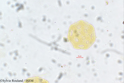 Psilotrichum madagascariense - lame n° 130