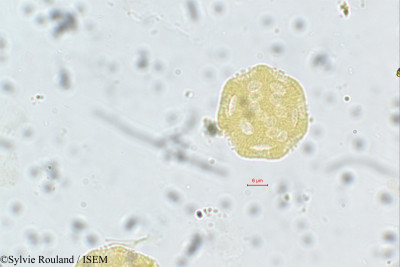 Psilotrichum madagascariense - lame n° 130