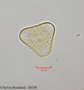 Sylvie.Rouland/Psittacanthus_martinicensis_47268/Psittacanthus_martinicensis_47268_0001(copy)_thumb.jpg