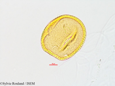 Sylvie.Rouland/Psophocarpus_palustris_2807/Psophocarpus_palustris_2807_0001(copy)_thumb.jpg