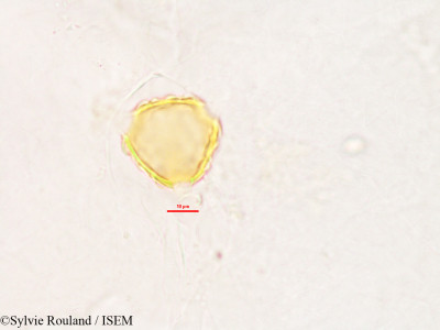 Sylvie.Rouland/Psoralea_corylifolia_2800/Psoralea_corylifolia_2800_0001(copy)_thumb.jpg