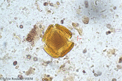 Sylvie.Rouland/Psychotria_bisulcata_5015/Psychotria_bisulcata_5015_0001(copy)_thumb.jpg