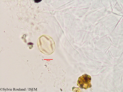 Pterocarpus marsupium - lame n° 3392