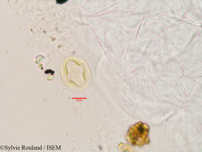 Pterocarpus marsupium - lame n° 3392
