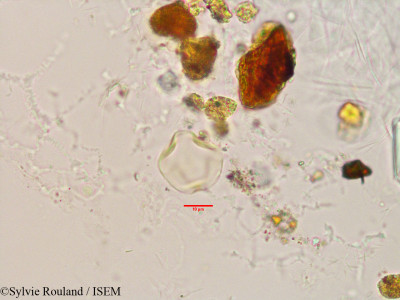 Pterocarpus marsupium - lame n° 3392