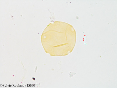 Sylvie.Rouland/Pterocarya_fraxinifolia_4865/Pterocarya_fraxinifolia_4865_0001(copy)_thumb.jpg