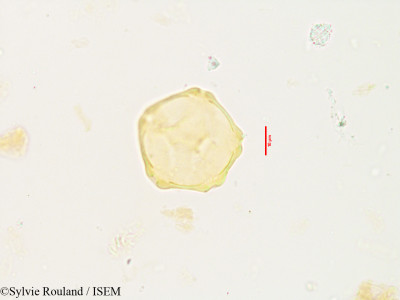 Sylvie.Rouland/Pterocarya_paliurus_3536/Pterocarya_paliurus_3536_0001(copy)_thumb.jpg