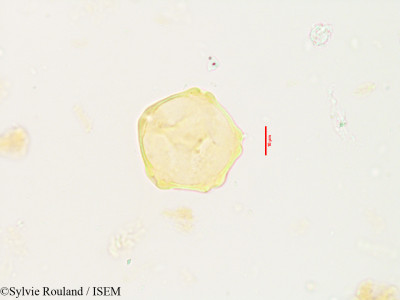 Pterocarya paliurus - lame n° 3536
