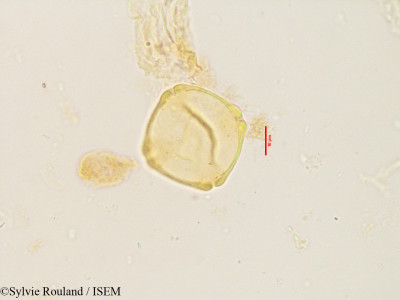 Pterocarya paliurus - lame n° 3536