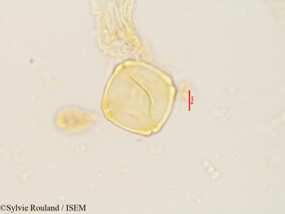 Pterocarya paliurus - lame n° 3536