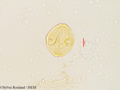 Pterocarya paliurus - lame n° 3536