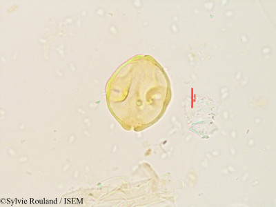 Pterocarya paliurus - lame n° 3536