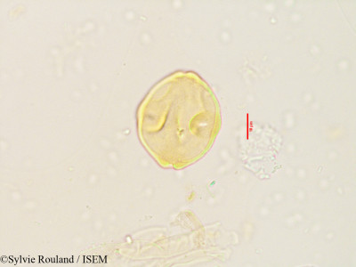 Pterocarya paliurus - lame n° 3536