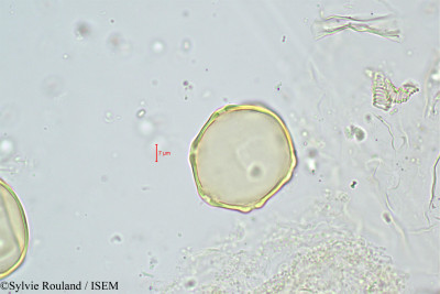 Sylvie.Rouland/Pterocarya_stenoptera_454/Pterocarya_stenoptera_454_0001(copy)_thumb.jpg