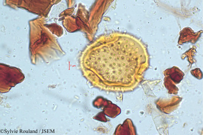 Pterospermum heyneanum - lame n° 5091