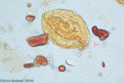 Pterospermum heyneanum - lame n° 5091