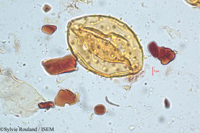 Pterospermum heyneanum - lame n° 5091