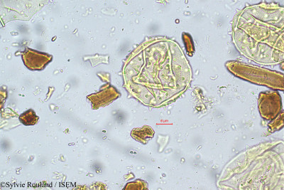 Sylvie.Rouland/Pterospermum_reticulatum_5554/Pterospermum_reticulatum_5554_0001(copy)_thumb.jpg
