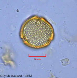 Sylvie.Rouland/Pterygota_macrocarpa_1869/Pterygota_macrocarpa_1869_0001(copy)_thumb.jpg