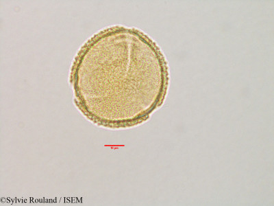 Sylvie.Rouland/Pterygota_perrieri_3149/Pterygota_perrieri_3149_0001(copy)_thumb.jpg