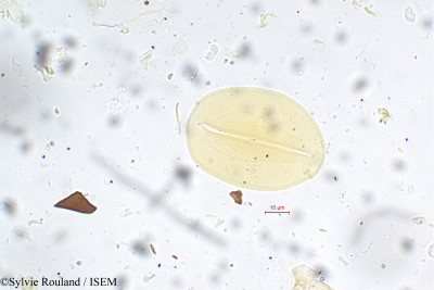 Sylvie.Rouland/Ptychococcus_paradoxus_5531/Ptychococcus_paradoxus_5531_0001(copy)_thumb.jpg