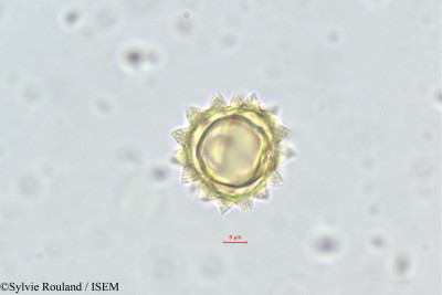 Sylvie.Rouland/Pulicaria_undulata_383/Pulicaria_undulata_383_0001(copy)_thumb.jpg