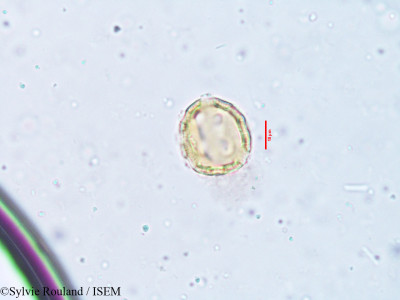 Sylvie.Rouland/Pupalia_atropurpurea_3823/Pupalia_atropurpurea_3823_0001(copy)_thumb.jpg