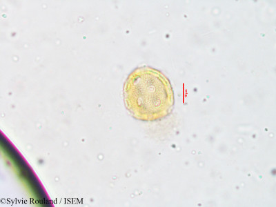 Pupalia atropurpurea - lame n° 3823