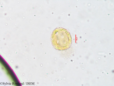 Pupalia atropurpurea - lame n° 3823