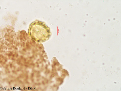 Pupalia atropurpurea - lame n° 3823