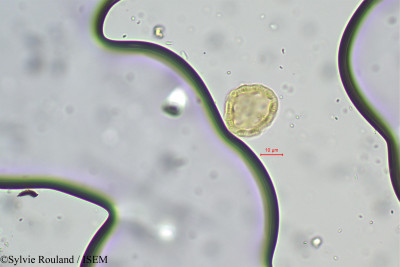 Pupalia atropurpurea - lame n° 97